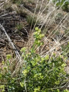 kellogg's bedstraw thumbnail 3