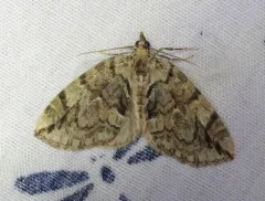 Black-dashed Hydriomena Moth thumbnail 1
