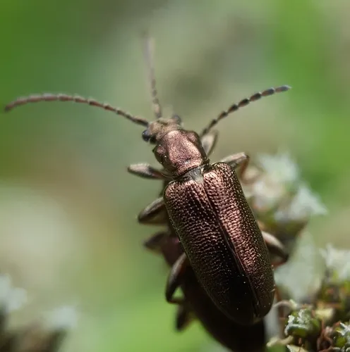 Little reed beetle