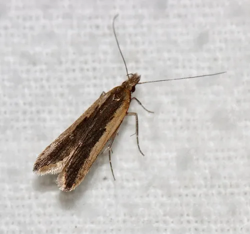 Palmerworm Moth