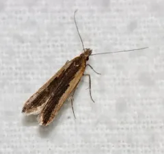Palmerworm Moth thumbnail 1