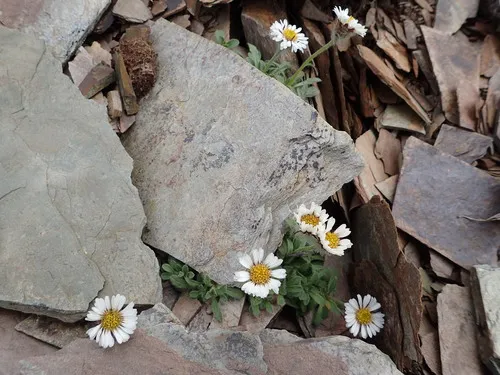 Denali fleabane