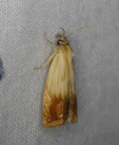 Smoky-striped Eucosma Moth thumbnail 4