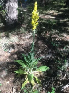 showy mullein thumbnail 4