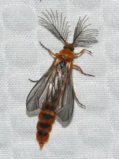 Plumose Glowworm Beetle thumbnail 2