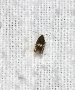 Perittia herrichiella thumbnail 3