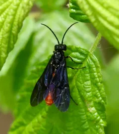 Lagium atroviolaceum thumbnail 2