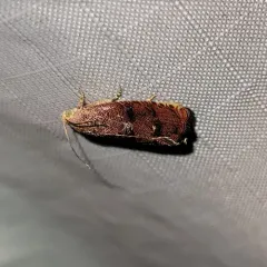 Filbertworm Moth thumbnail 4