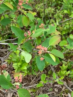 Low Serviceberry thumbnail 4