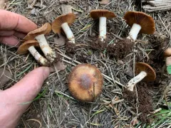 Cortinarius bridgei thumbnail 4