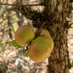 California Gall Wasp thumbnail 2