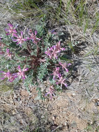 Early Purple Milkvetch
