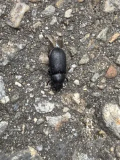 Ceruchus punctatus thumbnail 2