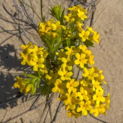 hairy puccoon thumbnail 4