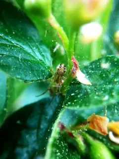 Forest Cobweb Weaver thumbnail 3
