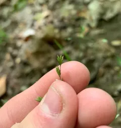 Grove Meadow Grass thumbnail 2