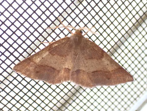 Metarranthis amyrisaria