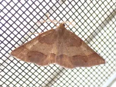 Metarranthis amyrisaria thumbnail 1