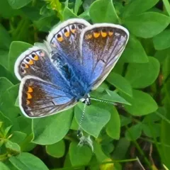 Common Blue thumbnail 4