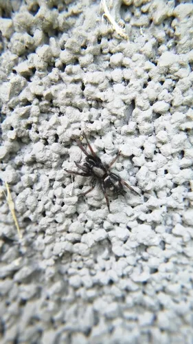 Bicolored Ant-mimic Ground Spider