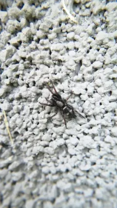 Bicolored Ant-mimic Ground Spider thumbnail 1