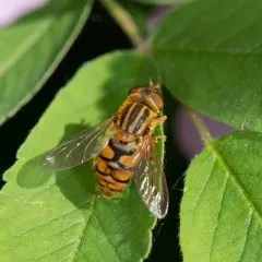 Common Bog Fly thumbnail 2