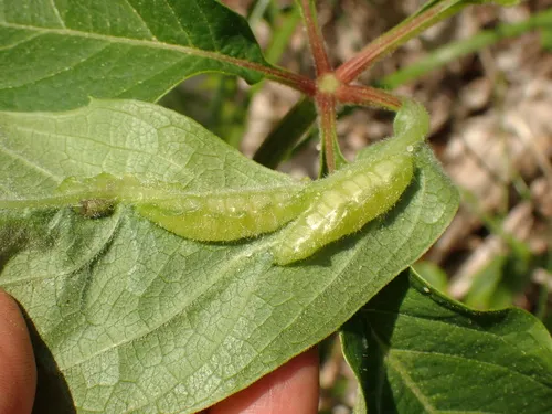 Dasineura parthenocissi