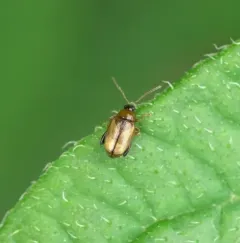 Potato Flea Beetle thumbnail 2