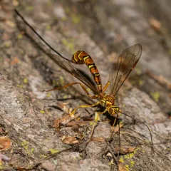 Greene's Giant Ichneumonid Wasp thumbnail 4
