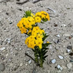 hairy puccoon thumbnail 2