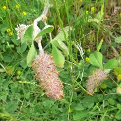 crimson clover thumbnail 2