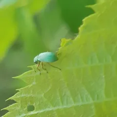 Pale Green Weevil thumbnail 4