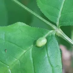 ash bullet gall midge thumbnail 2