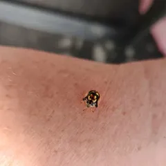Mottled Tortoise Beetle thumbnail 3