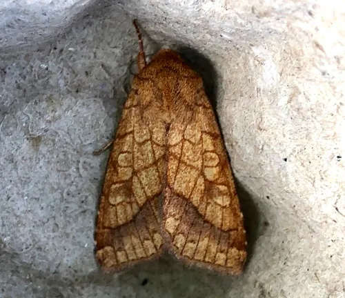 Bordered Sallow