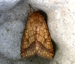 Bordered Sallow thumbnail 1
