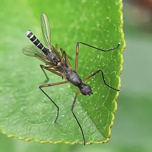 Micropeza corrigiolata
