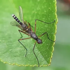 Micropeza corrigiolata thumbnail 1