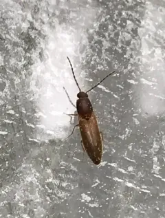 Siliceous Click Beetle thumbnail 3