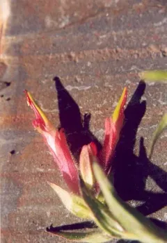 Fraternal Paintbrush thumbnail 3