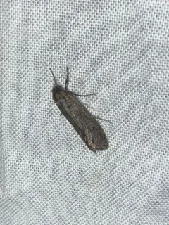 Amorophaga cryptophori thumbnail 2