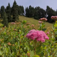 Mountain Spirea thumbnail 3