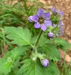 Bolander's Phacelia thumbnail 1