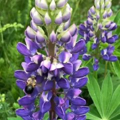 Bufflehead Mason Bee thumbnail 2