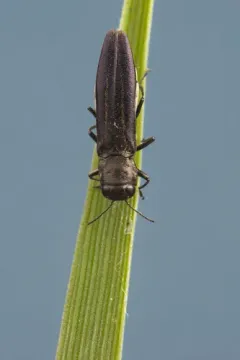 Agrilus carpini thumbnail 3