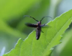 Hemierana marginata thumbnail 1