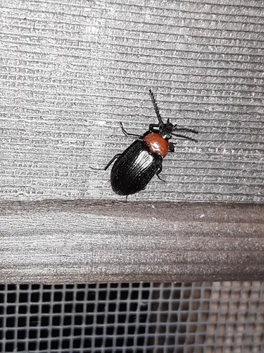 Charming Red-and-Black Teneb