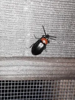 Charming Red-and-Black Teneb thumbnail 1