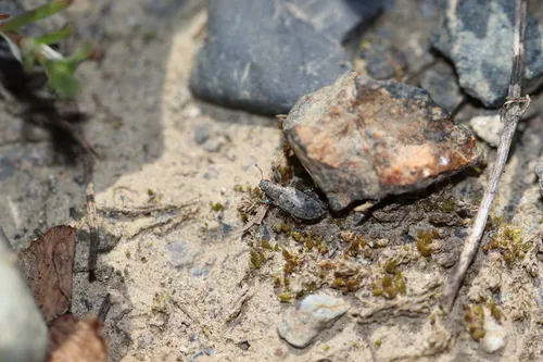 Sitona californius