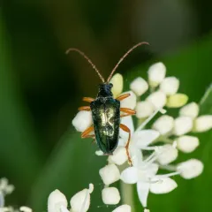 Gaurotes cyanipennis thumbnail 2
